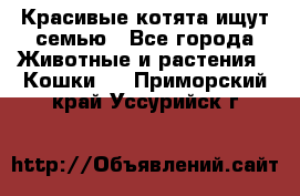 Красивые котята ищут семью - Все города Животные и растения » Кошки   . Приморский край,Уссурийск г.